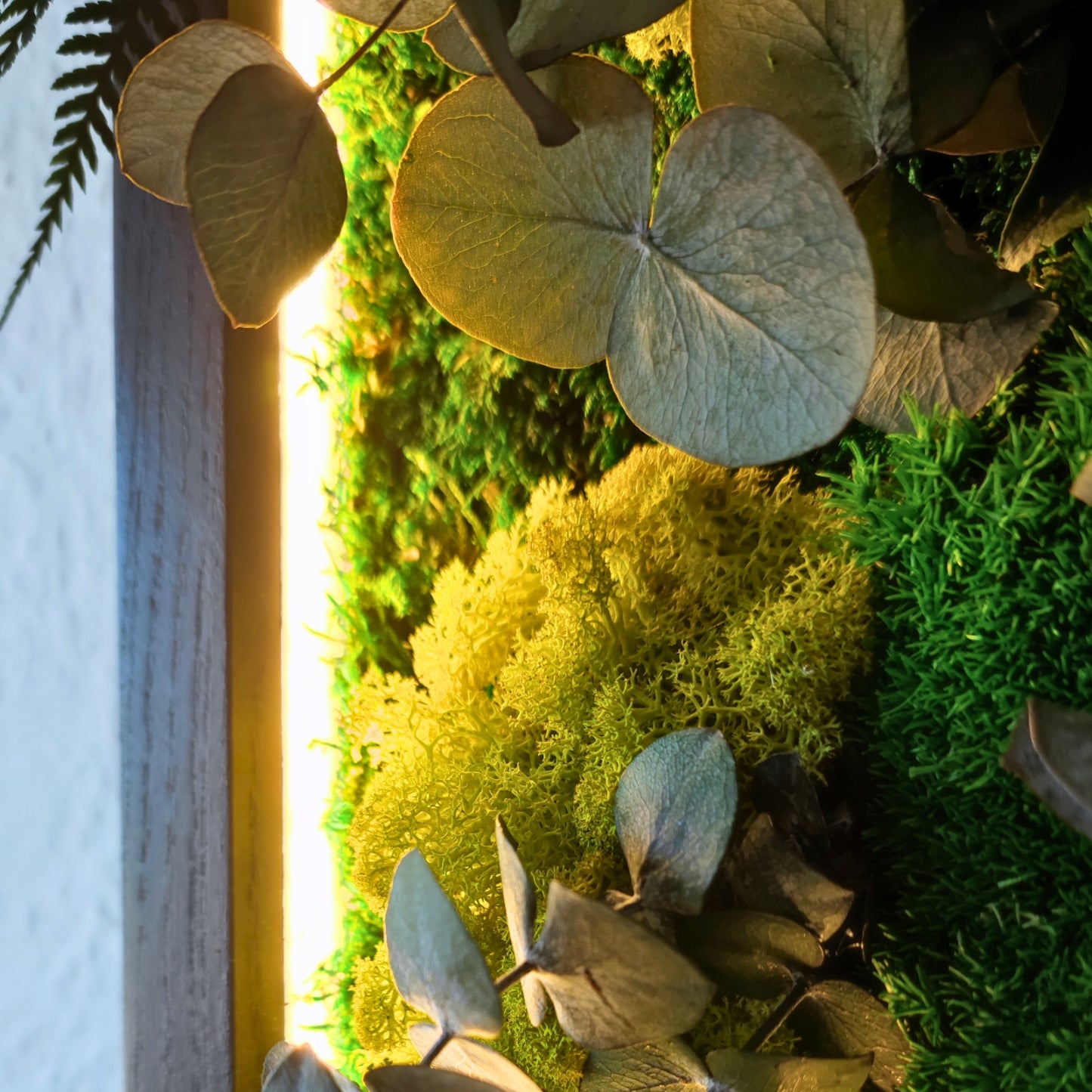 Moosbild Dschungel beleuchtet. Kugelmoos. Islandmoos. Farn. Holzrahmen. LED Beleuchtung. Detailansicht.