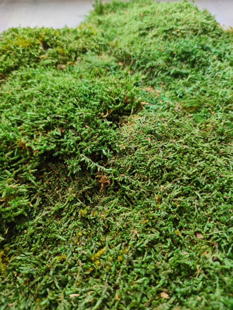 Moderne Wanddeko mit Flachmoos. Handgefertigter Bilderrahmen lackiert. Pflanzenwand.