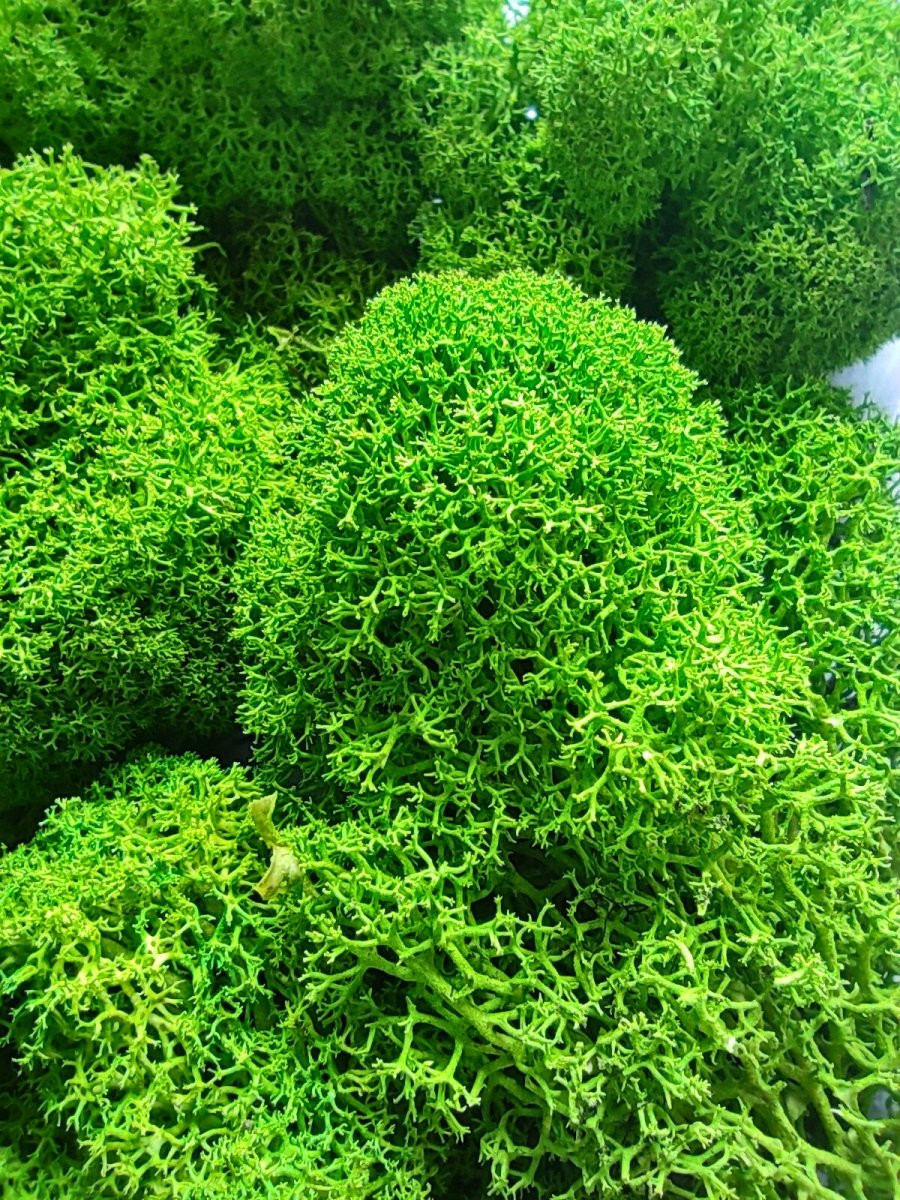 Moosbild als Akustikpaneel mit Vollholzrahmen. Handgefertigt. Islandmoos ohne Pflege.