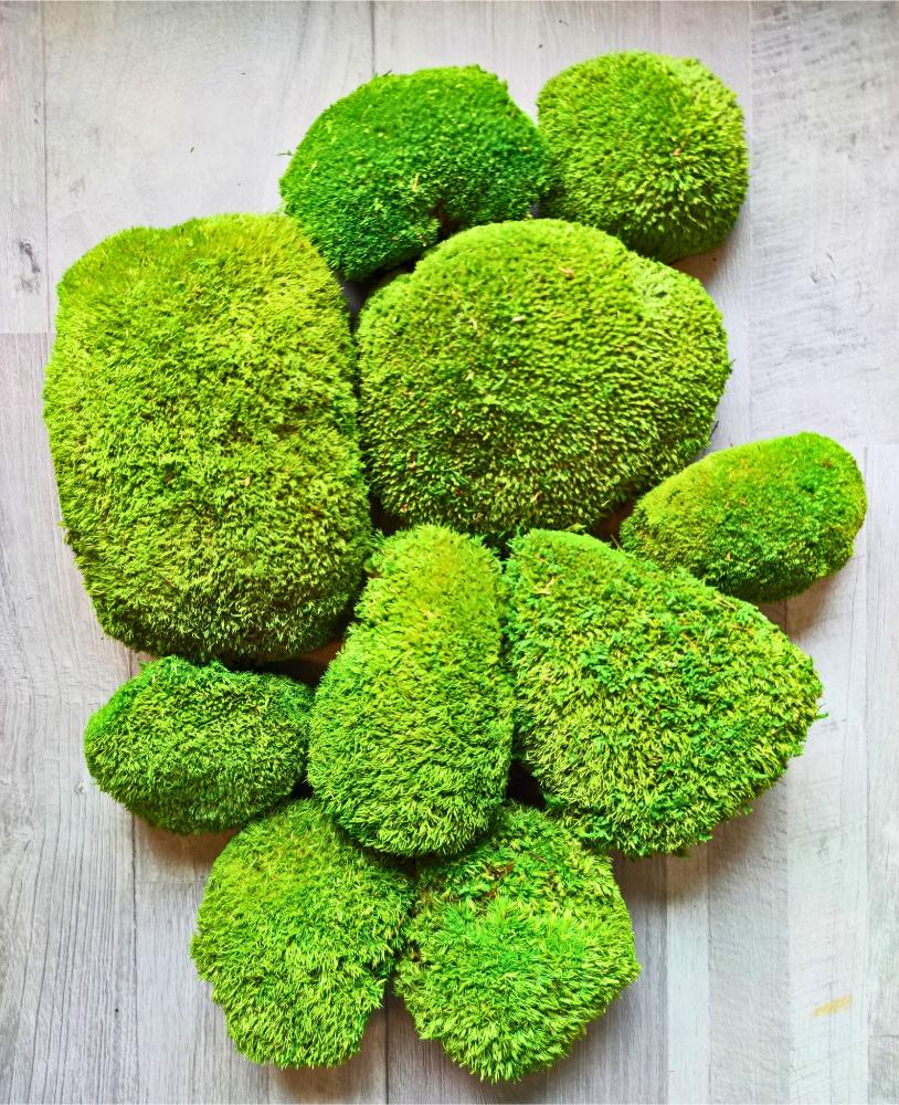 Kugelmoos für Moosbild