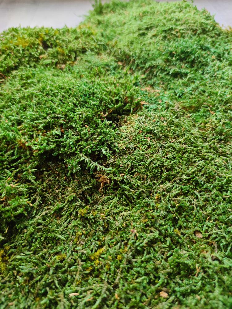 Flachmoos für Moosbild. Detailansicht.