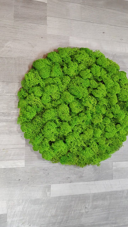 Video von einer Mooswand als Akustikbild mit Holzrahmen. Handgefertigt. Moosbild als Akustikpaneel.