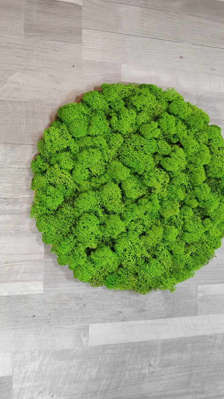 Video von einer Mooswand als Akustikbild mit Holzrahmen. Handgefertigt. Moosbild als Akustikpaneel.
