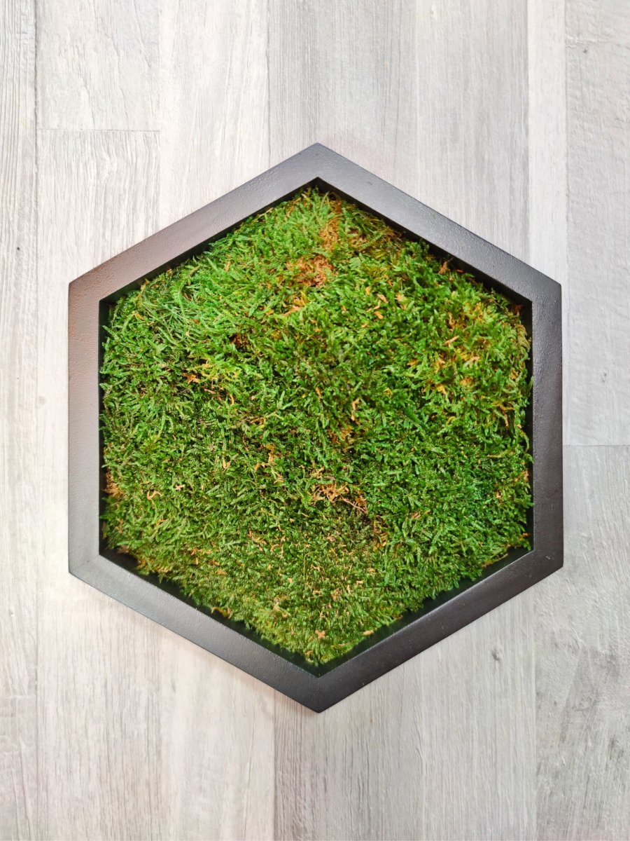 Moosbild Hexagon Flachmoos