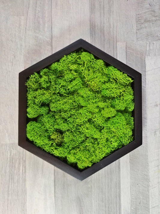 Moosbild Hexagon Islandmoos