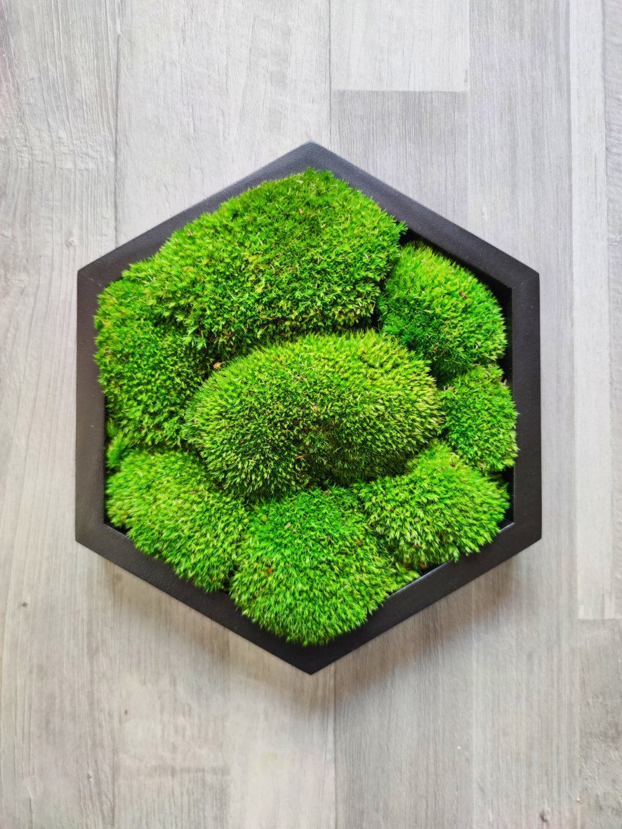 Moosbild Hexagon Kugelmoos