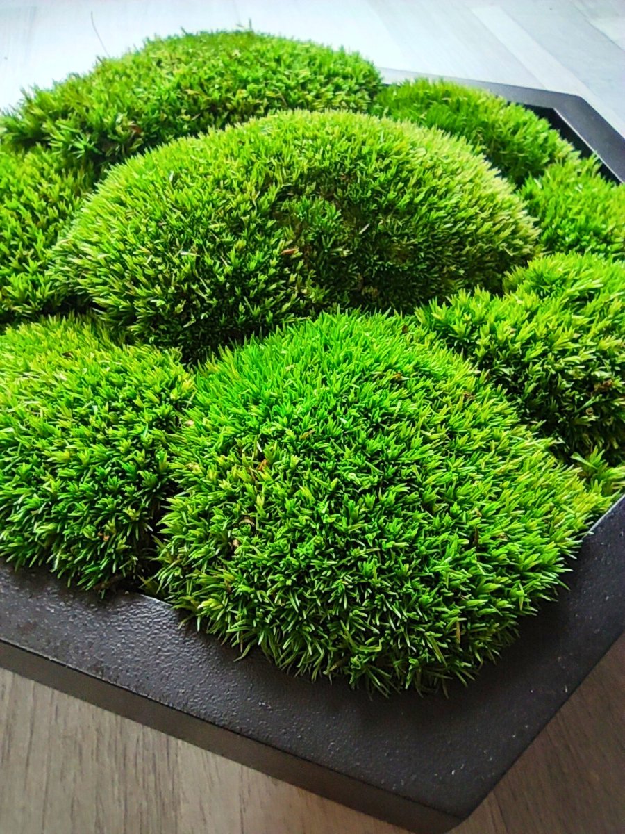 Natürliches Wandbild mit Kugelmoos.  Handgefertigter Holzbilderrahmen lackiert.  Format Sechseck.