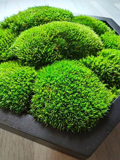 Natürliches Wandbild mit Kugelmoos.  Handgefertigter Holzbilderrahmen lackiert.  Format Sechseck.