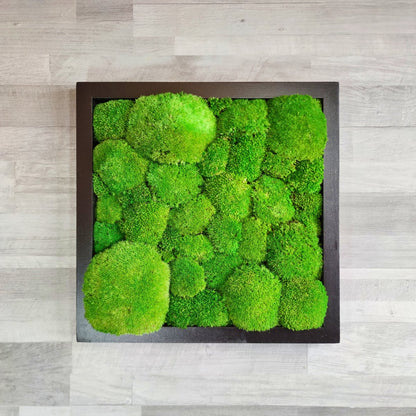 Moosbild Quadrat Kugelmoos