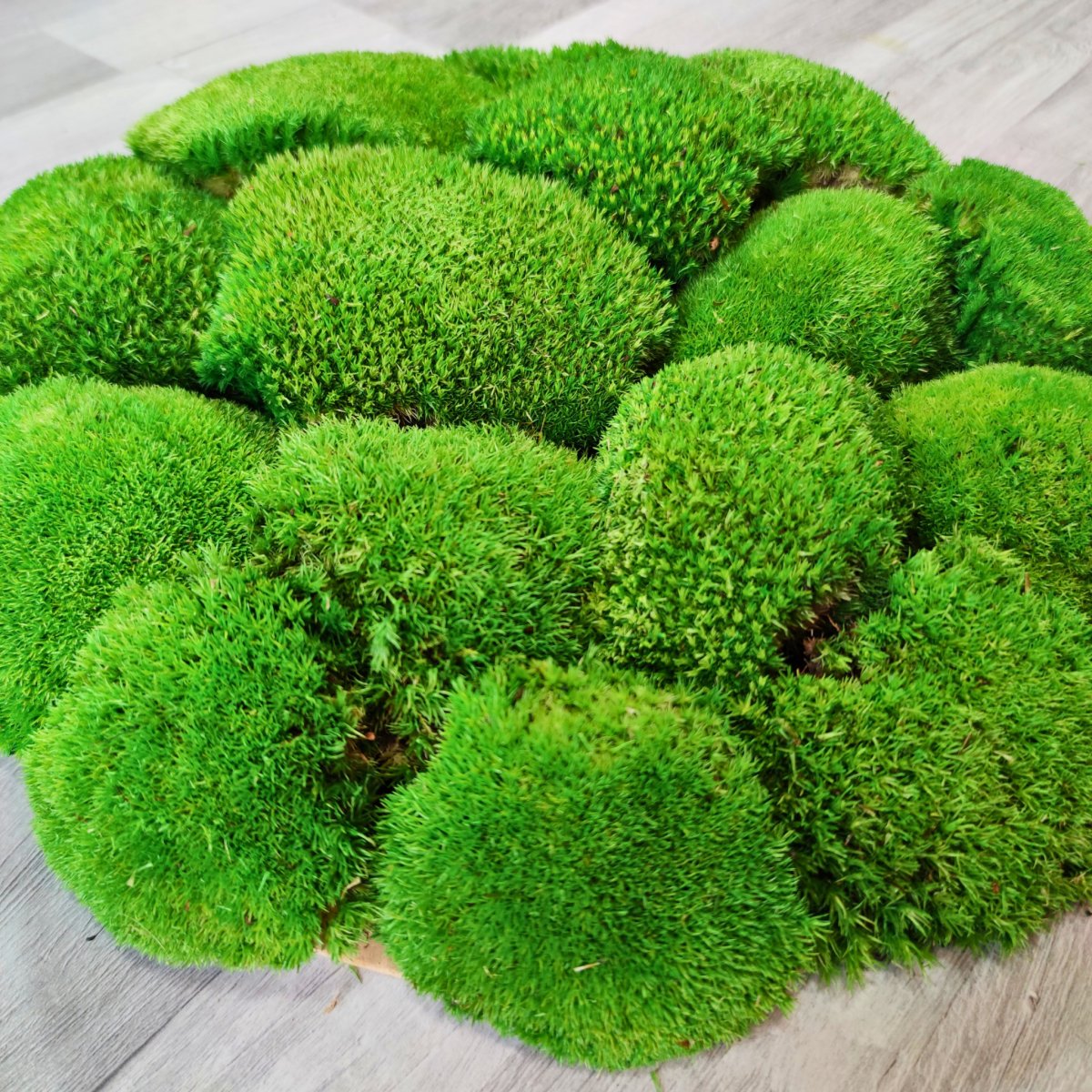 Mooswand XXL mit Kugelmoos.  Handgefertigter Vollholzrahmen lackiert.  Rund.