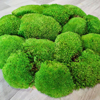Mooswand XXL mit Kugelmoos.  Handgefertigter Vollholzrahmen lackiert.  Rund.